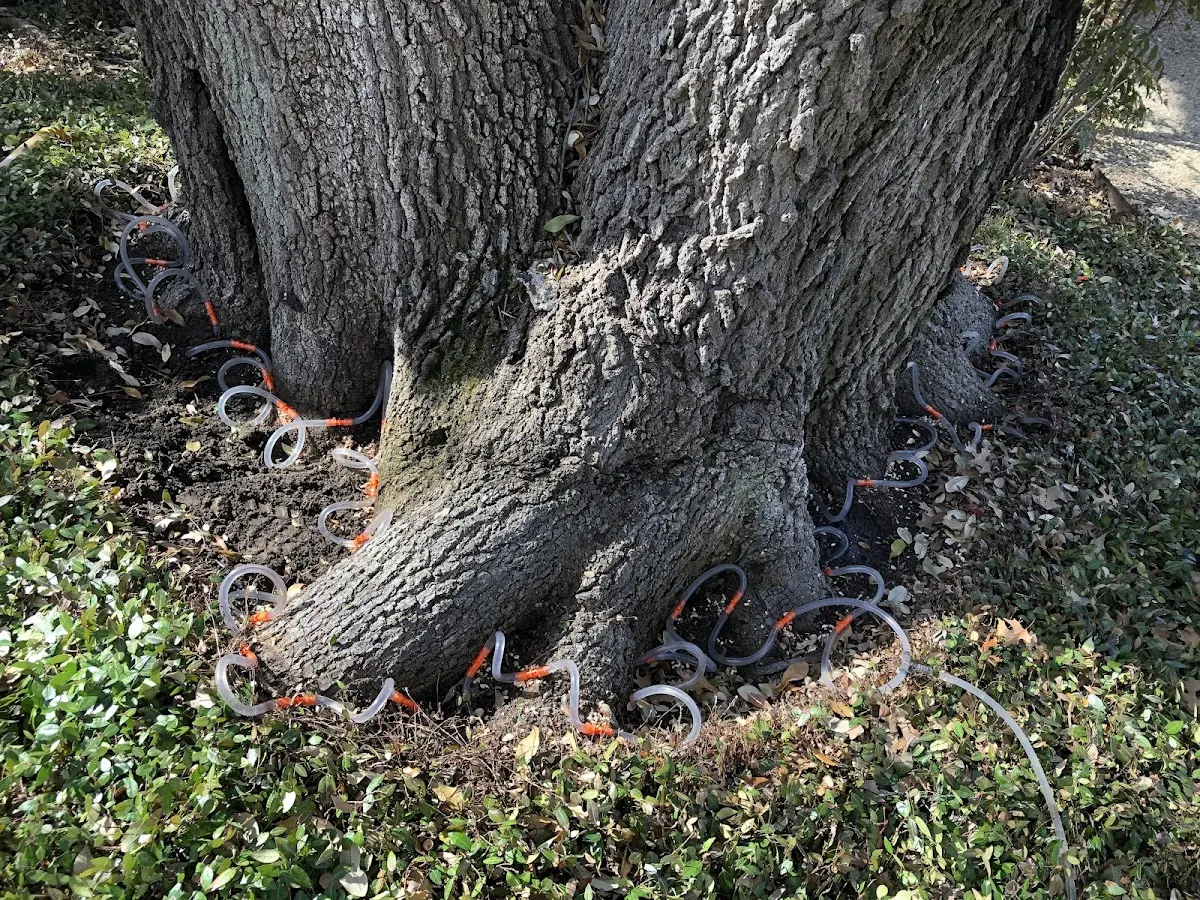 Detailed Tree Cabling and Bracing job site in South El Monte